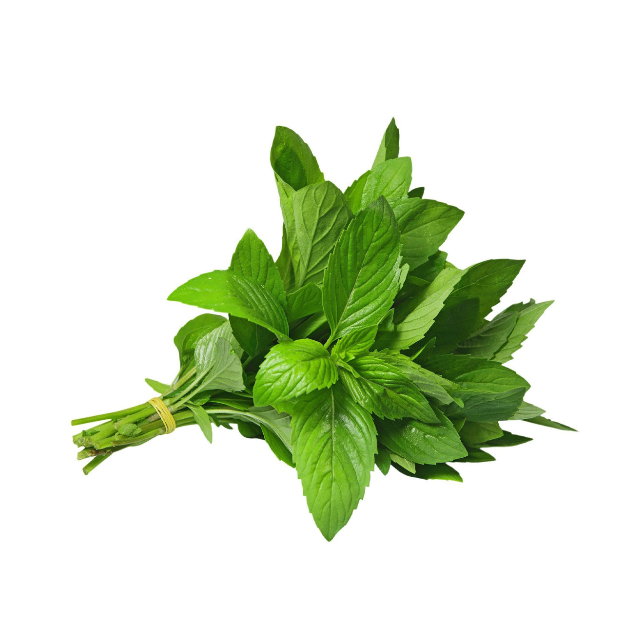 دسته نعناع مراکشی