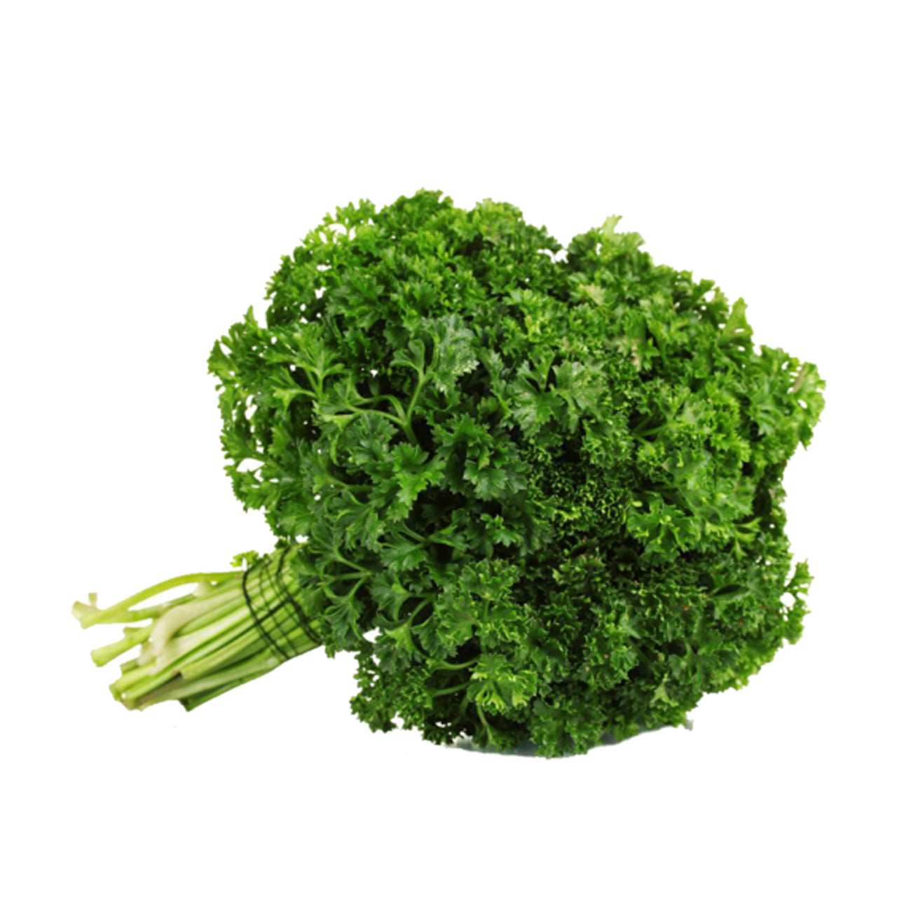 جعفری فرفری